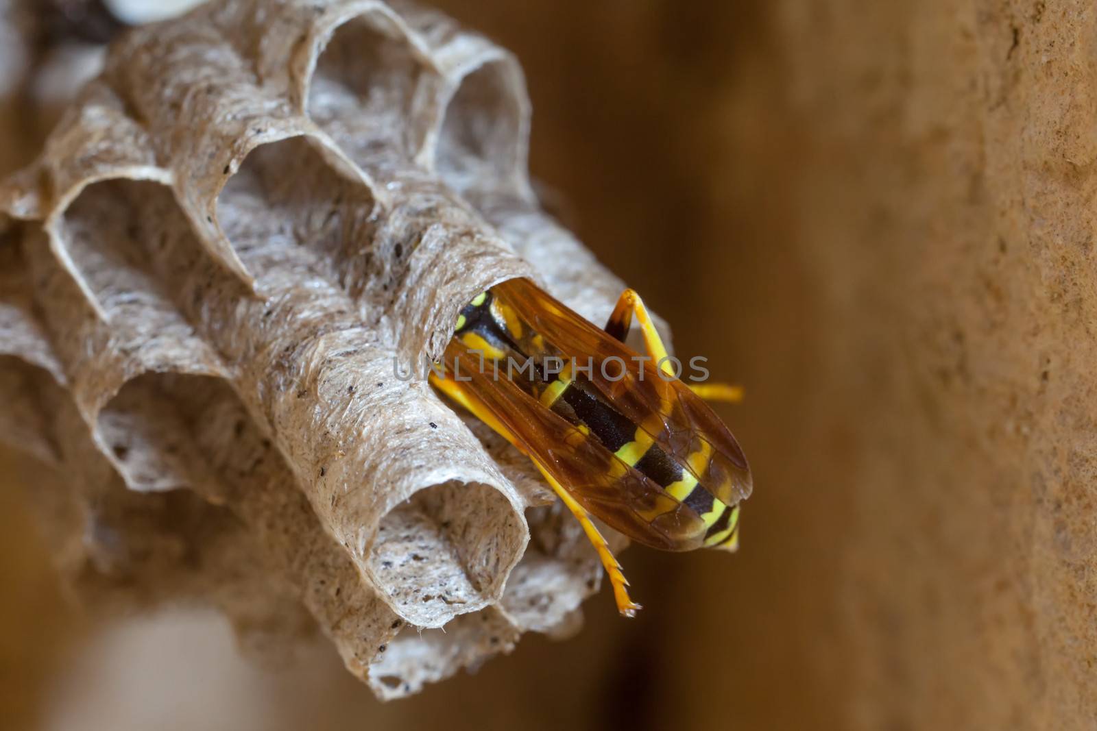 A young Paper Wasp Queen builds a nest to start a new colony.