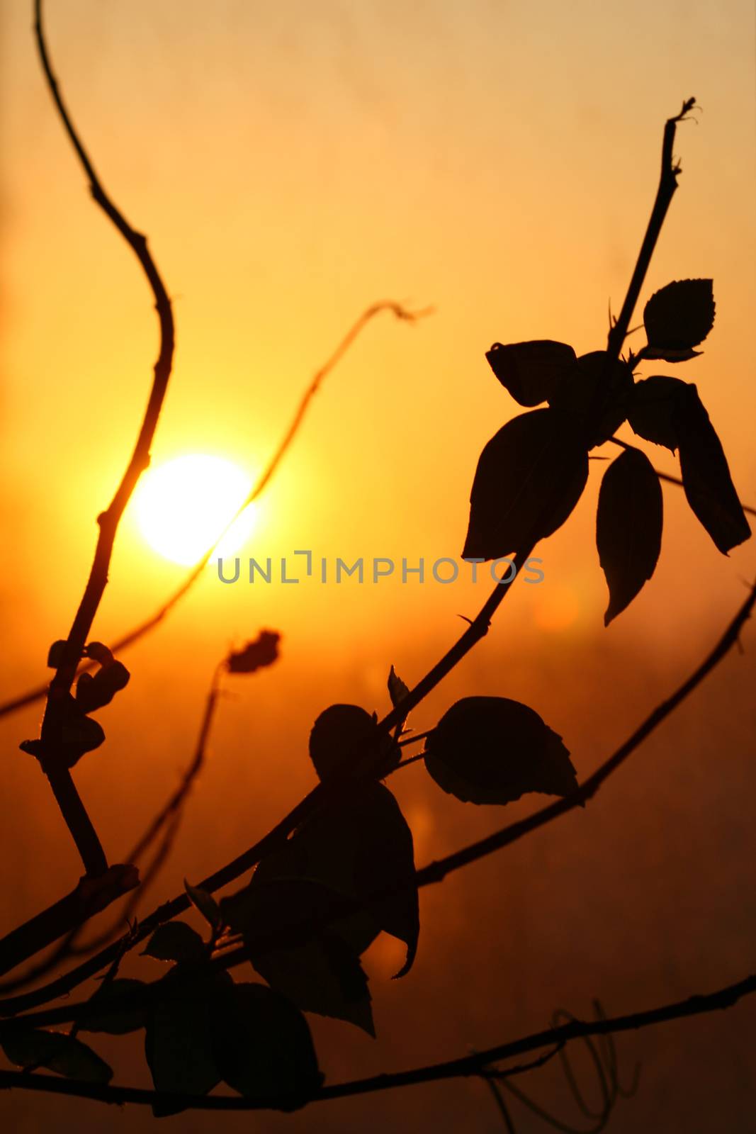 leaf sunset  decoration beauty nature background 