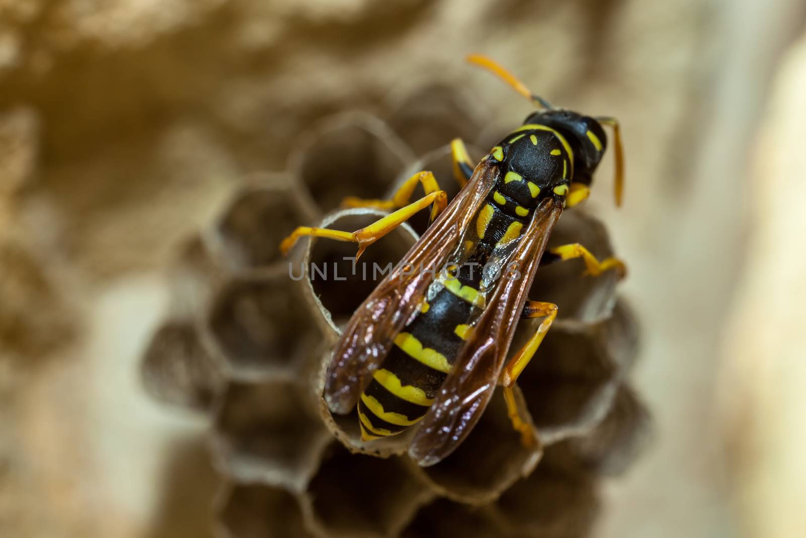 A young Paper Wasp Queen builds a nest to start a new colony.