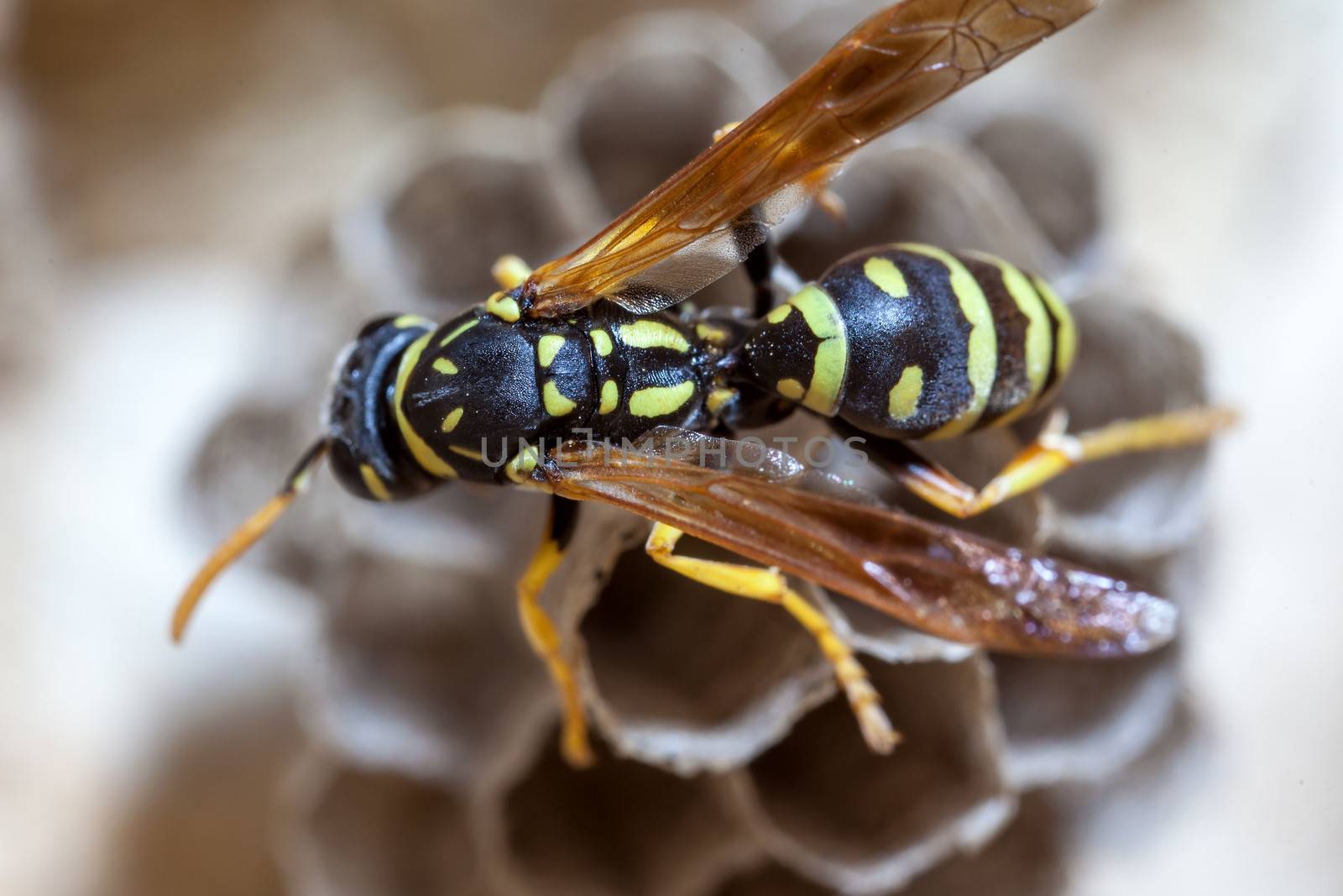 A young Paper Wasp Queen builds a nest to start a new colony.