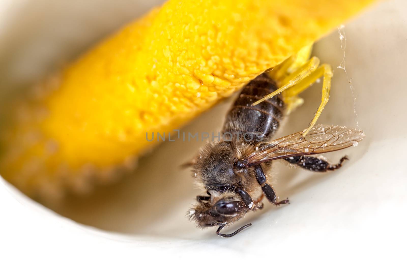 A well camouflaged spider grabs its next meal while hiding in a Lilly