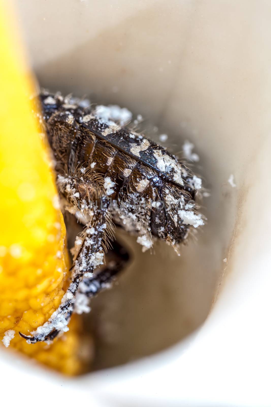 A beetle is covered in fine pollen while hiding inside a Wild Arum flower.