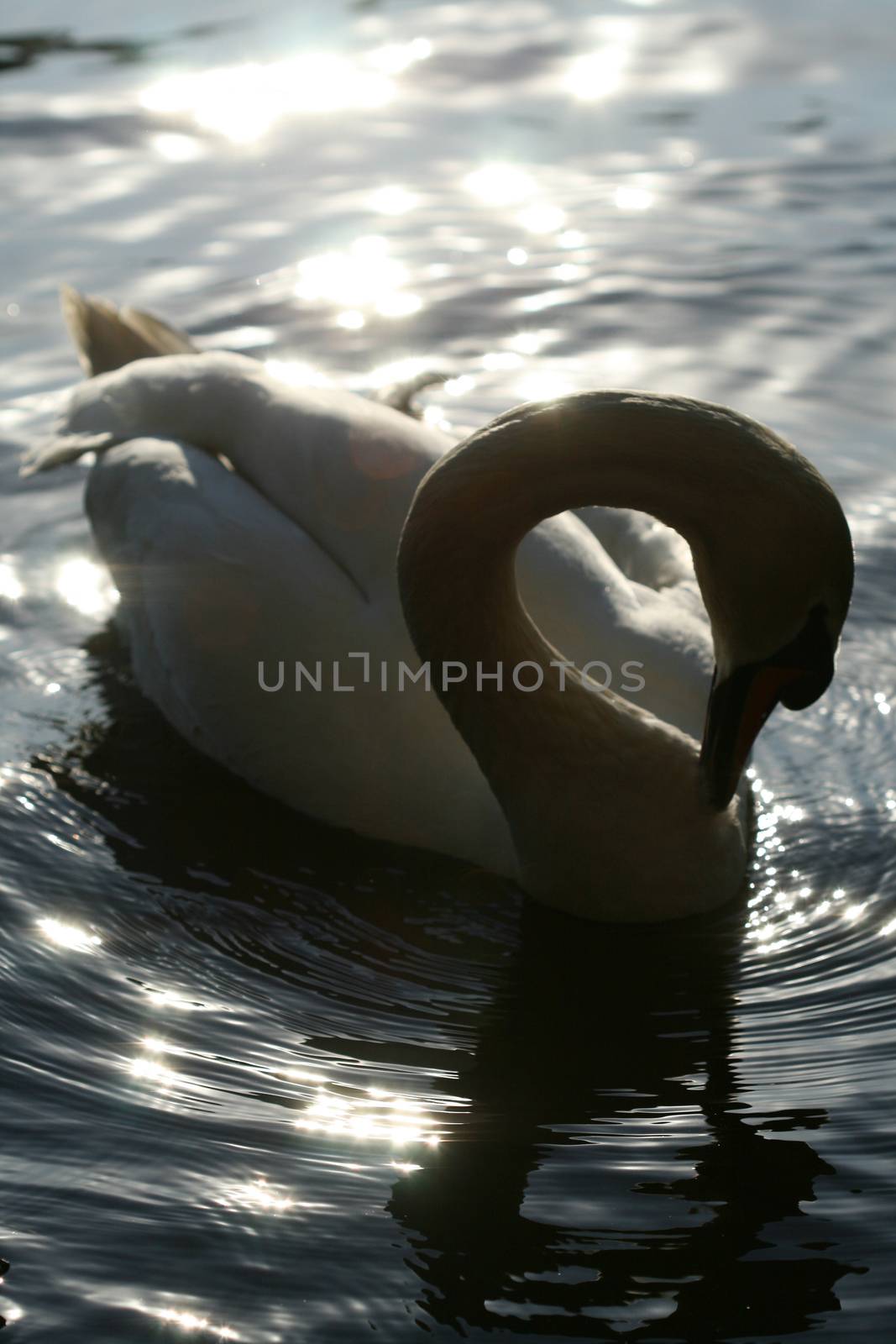 swan in water by Yellowj