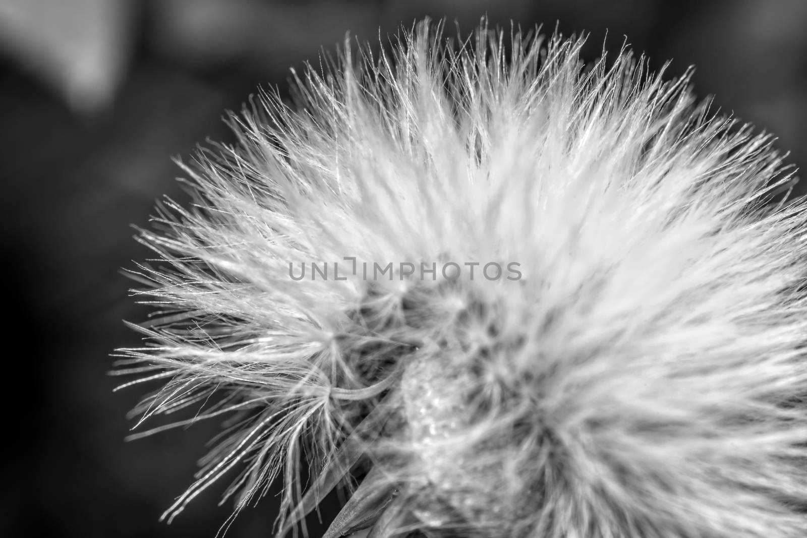 A dandellion head contains hundreds of florets which carry seed for propagation.