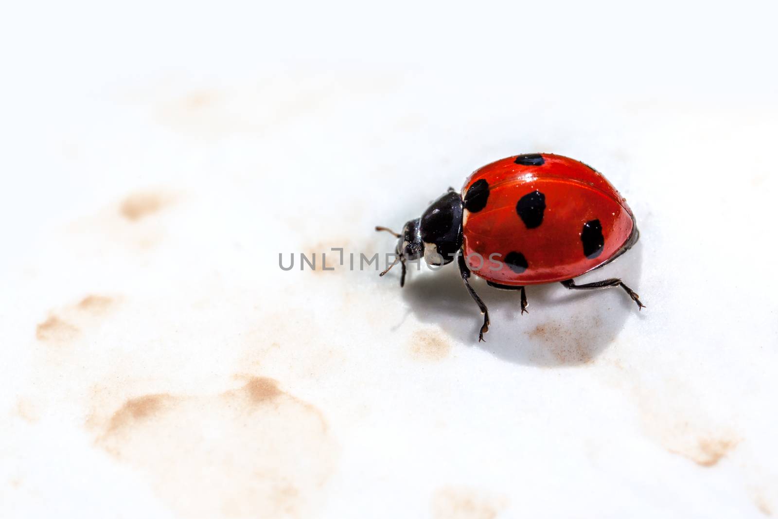 A little ladybird or coccinellid takes a stroll on a white flower petal.