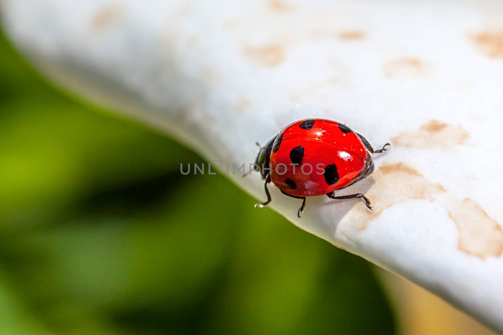 Ladybird by PhotoWorks