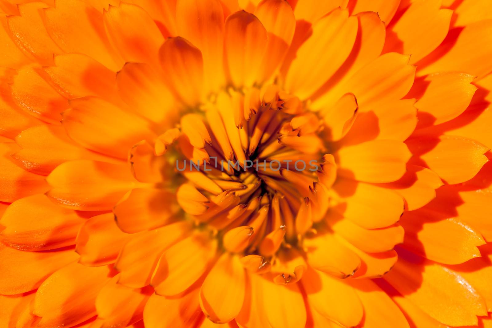 A super macro image showing detail of petals on a flower