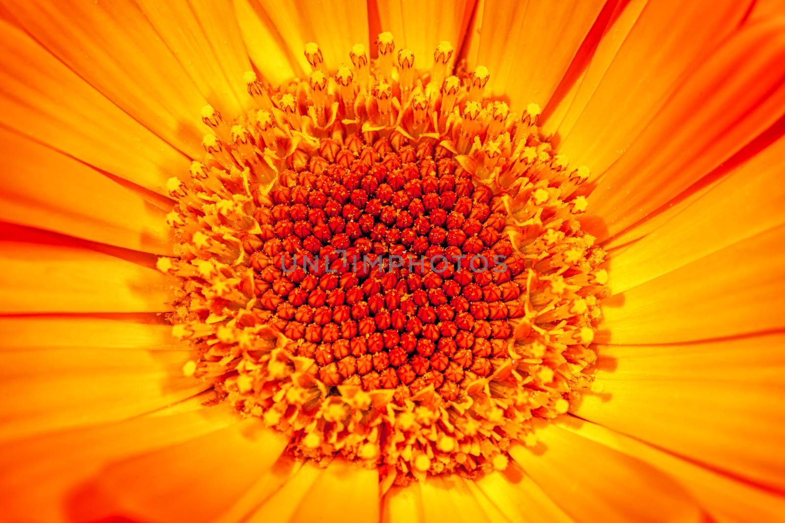 A super macro image showing detail of petals on a flower