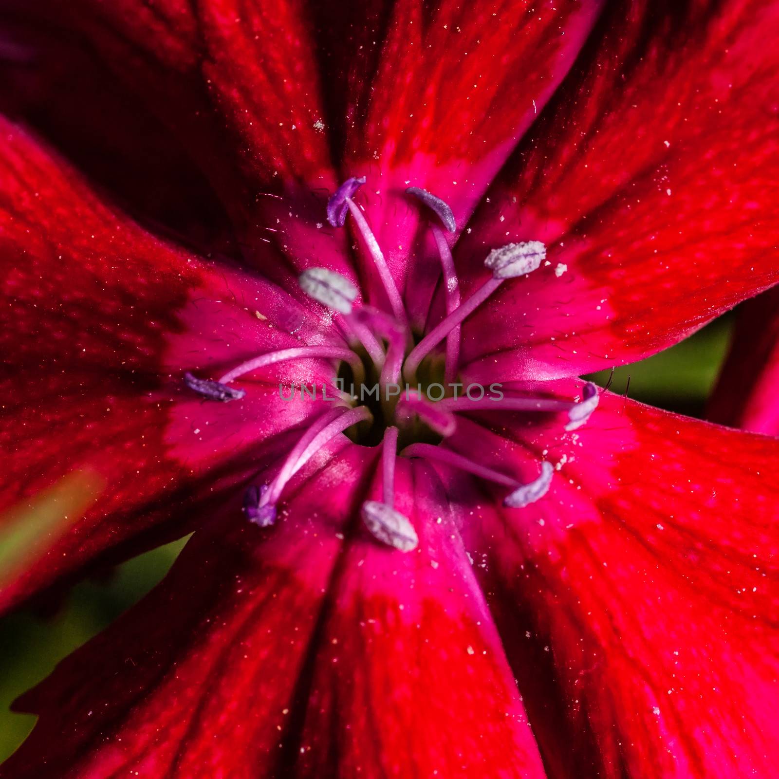 A super macro image showing detail of petals and pistils on a flower