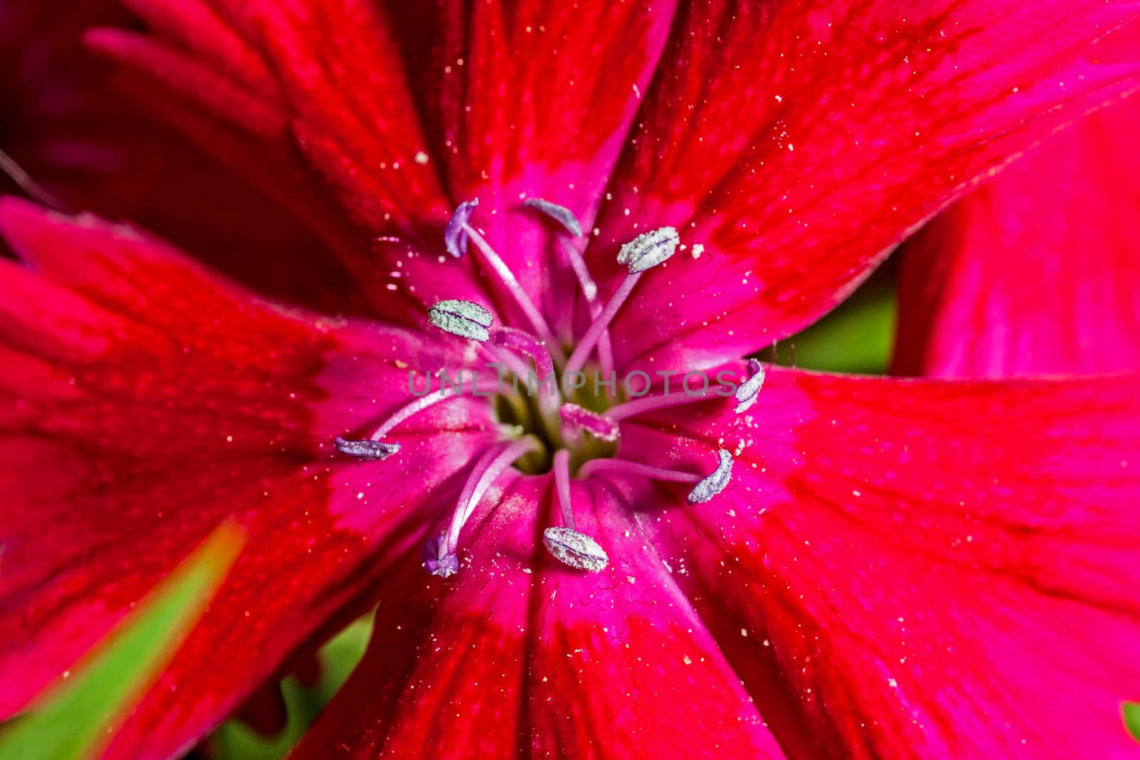 A super macro image showing detail of pistils and pollen on a flower