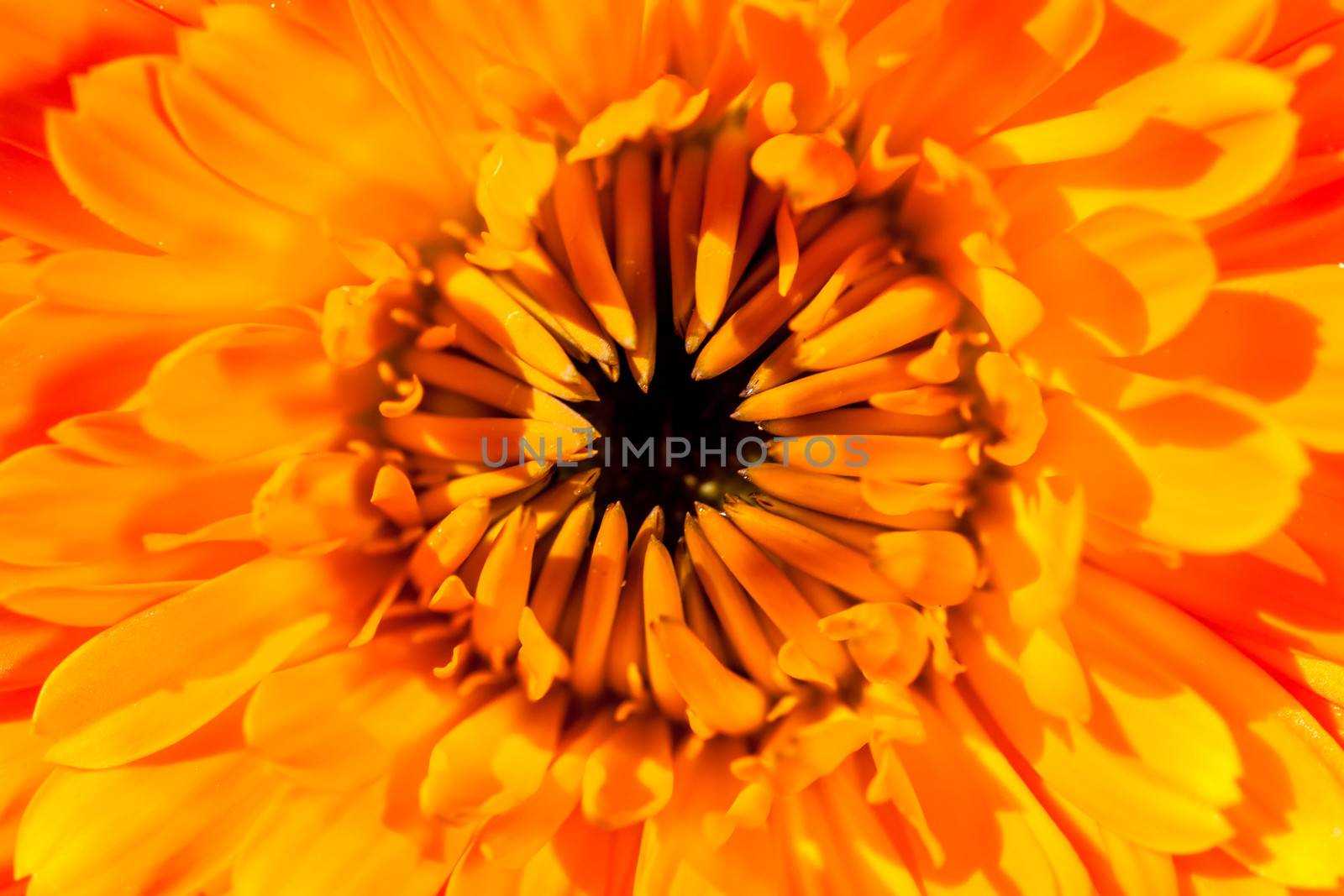 A super macro image showing detail of petals on a flower