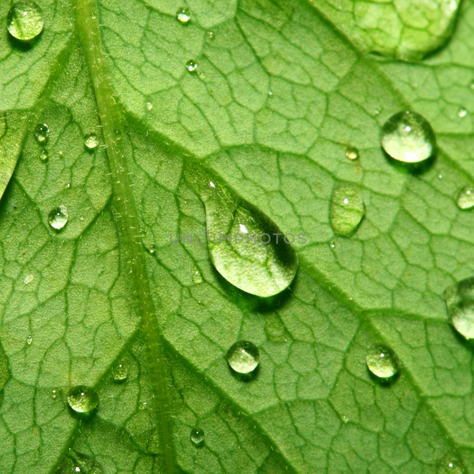 natural waterdrop on green leaf macro