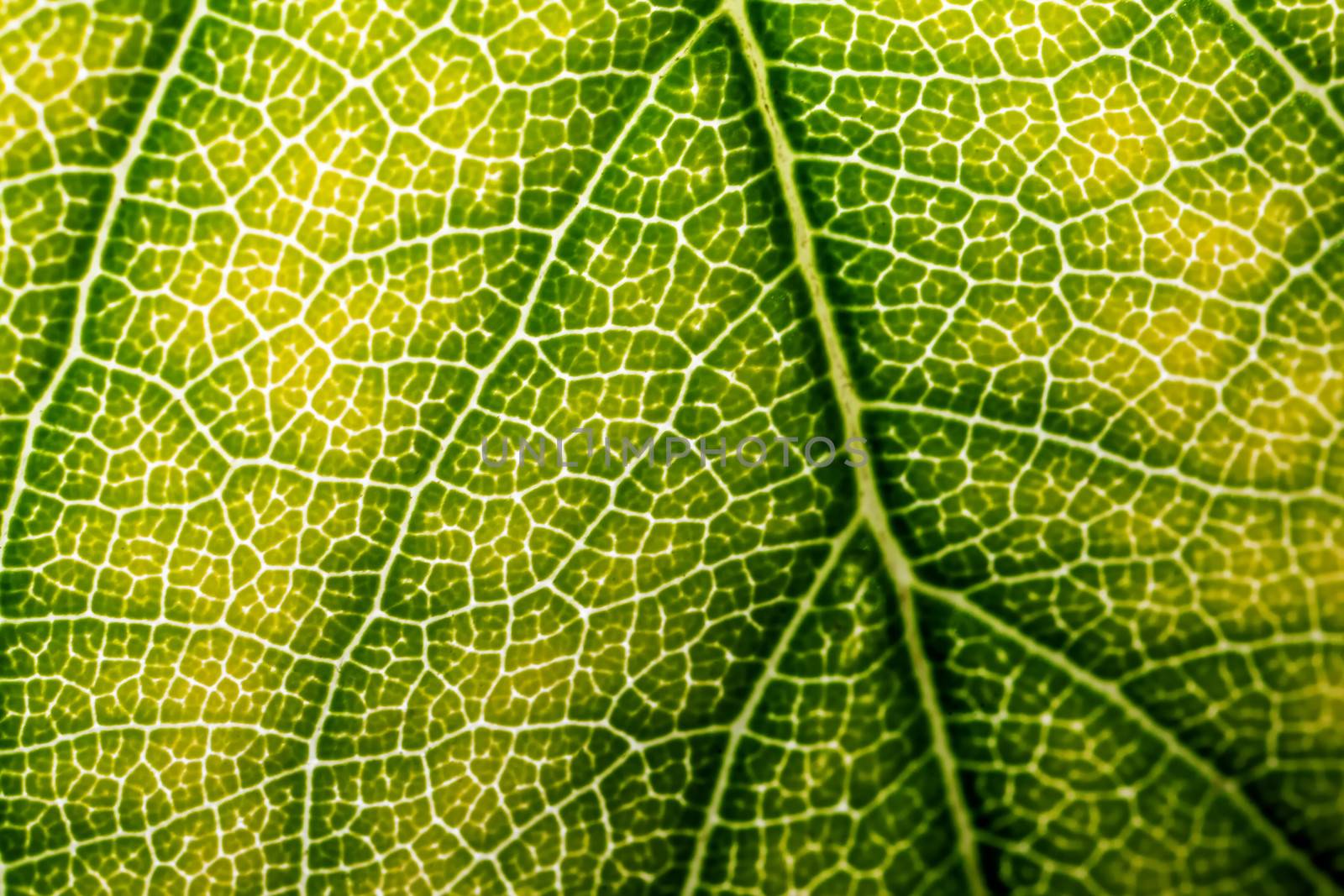 A super macro image showing detail on a plant leaf