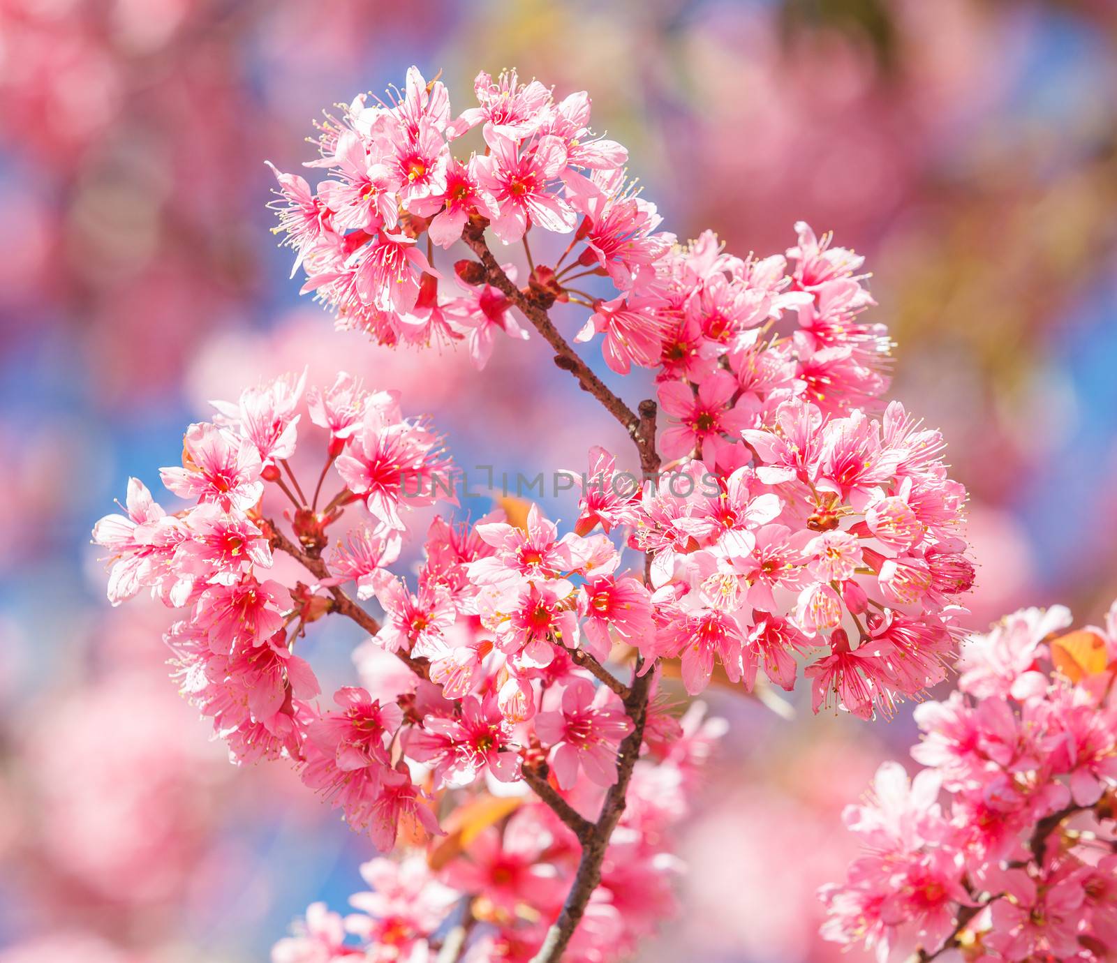 Sakura in winter at Doi Kunwang, Chaing mai Province, Thailand.