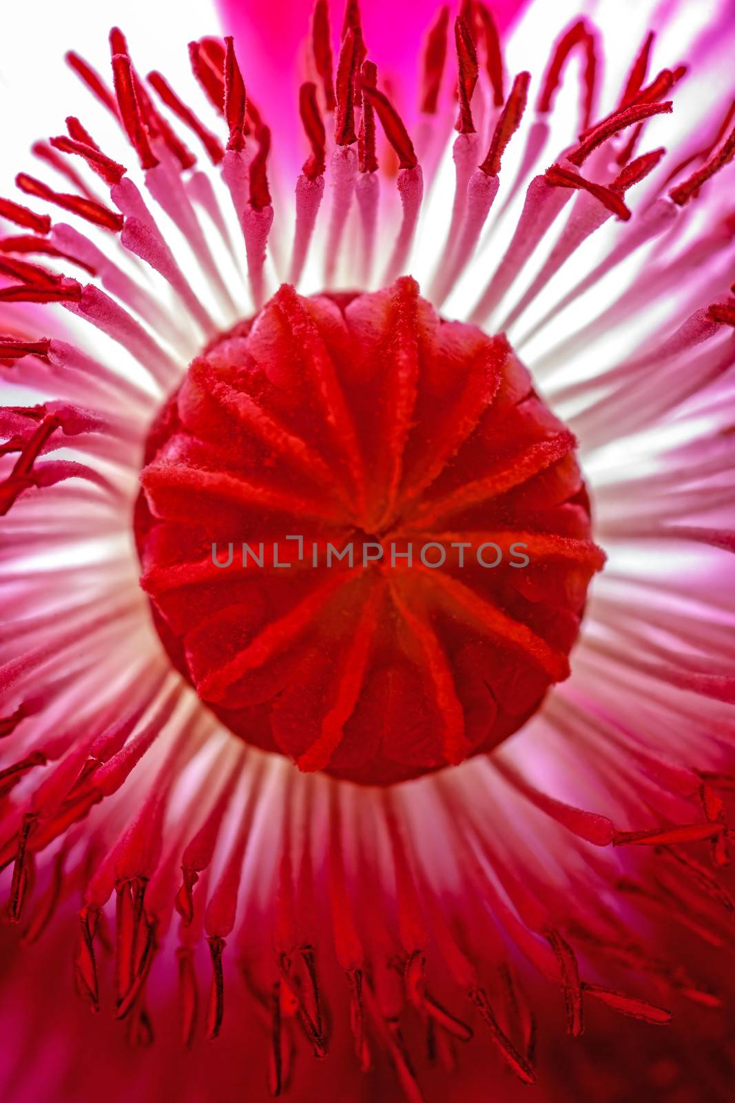 The heart of the Poppy flower, the seed capsule, surrounded by a plethora of stamens.