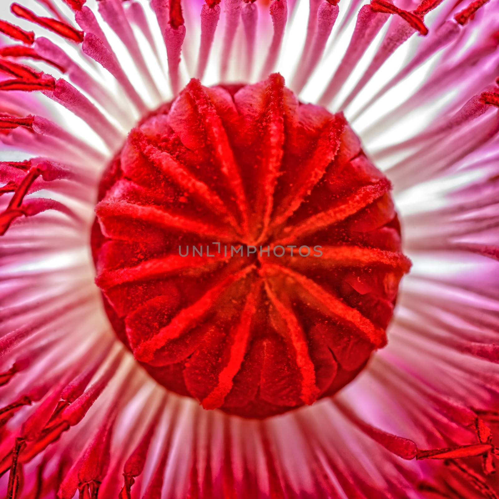 The heart of the Poppy flower, the seed capsule, surrounded by a plethora of stamens.