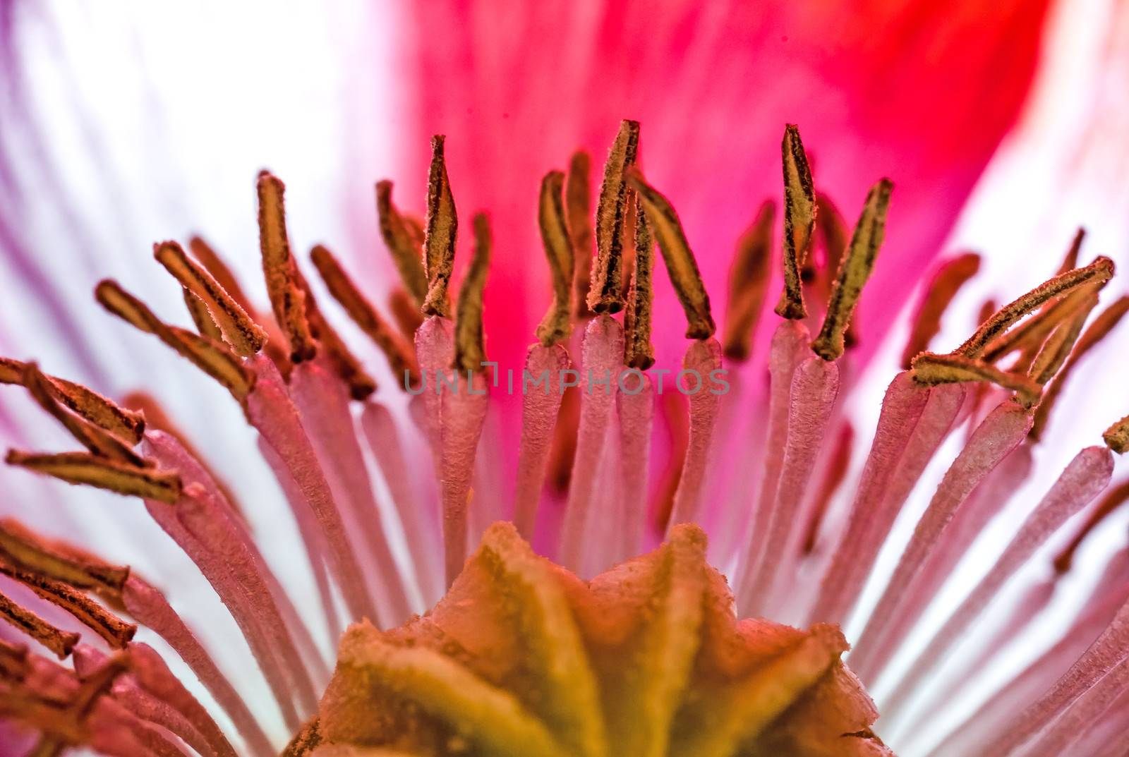 The heart of the Poppy flower, the seed capsule, surrounded by a plethora of stamens.