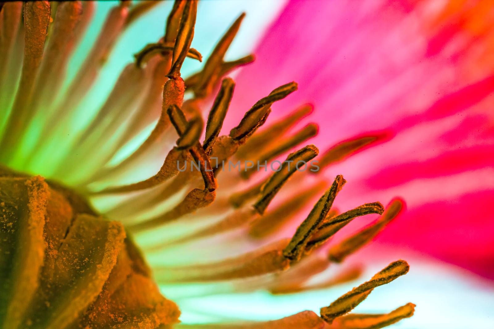 The heart of the Poppy flower, the seed capsule, surrounded by a plethora of stamens.