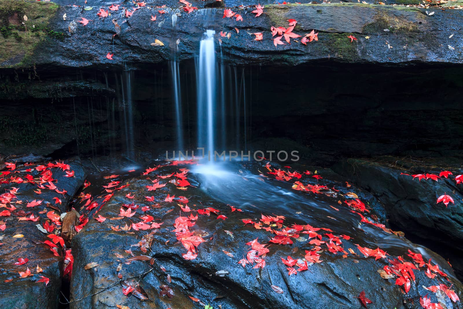 The red maples leaves and beautiful waterfall by jame_j@homail.com