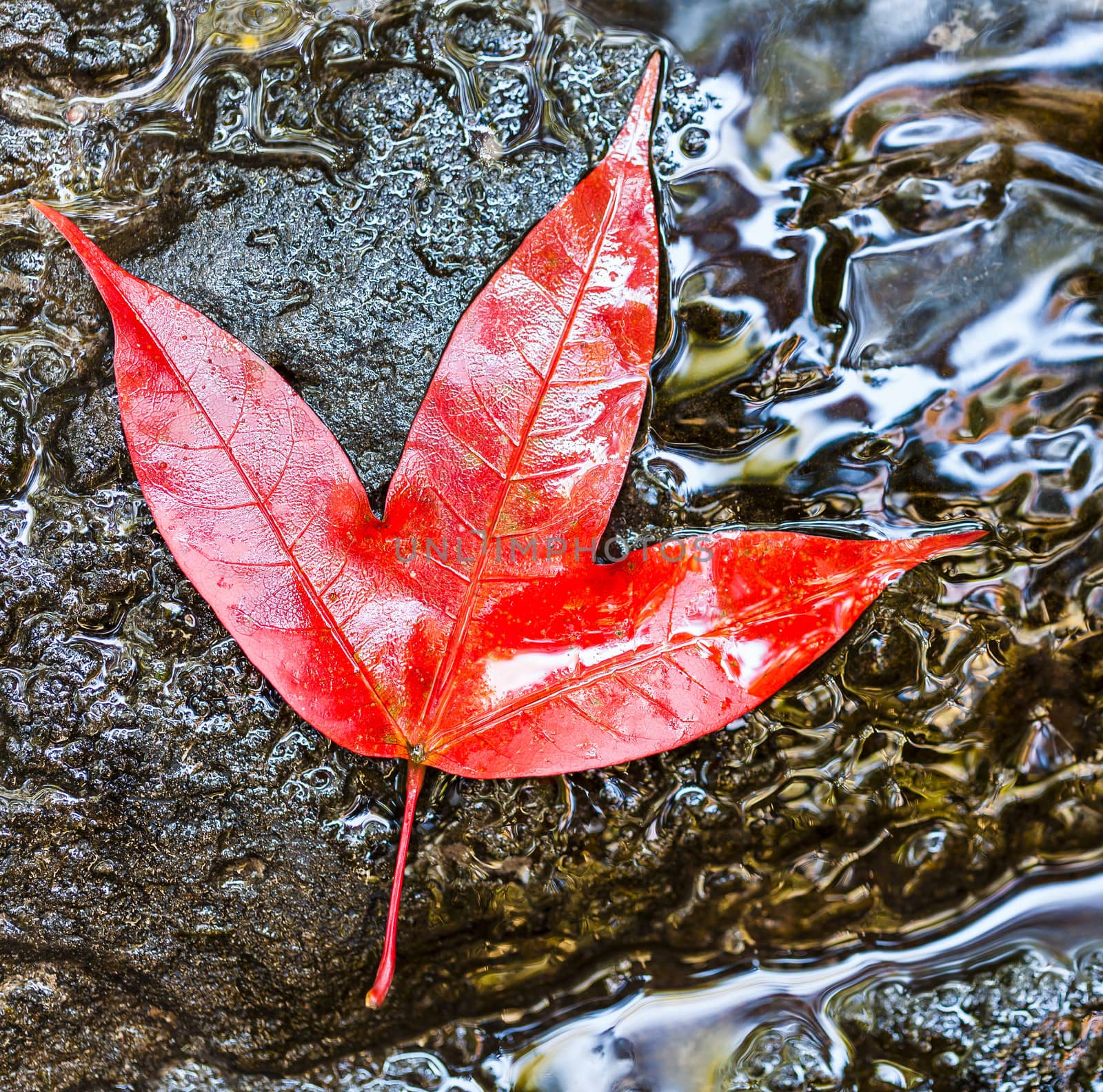 red maple leaf by jame_j@homail.com