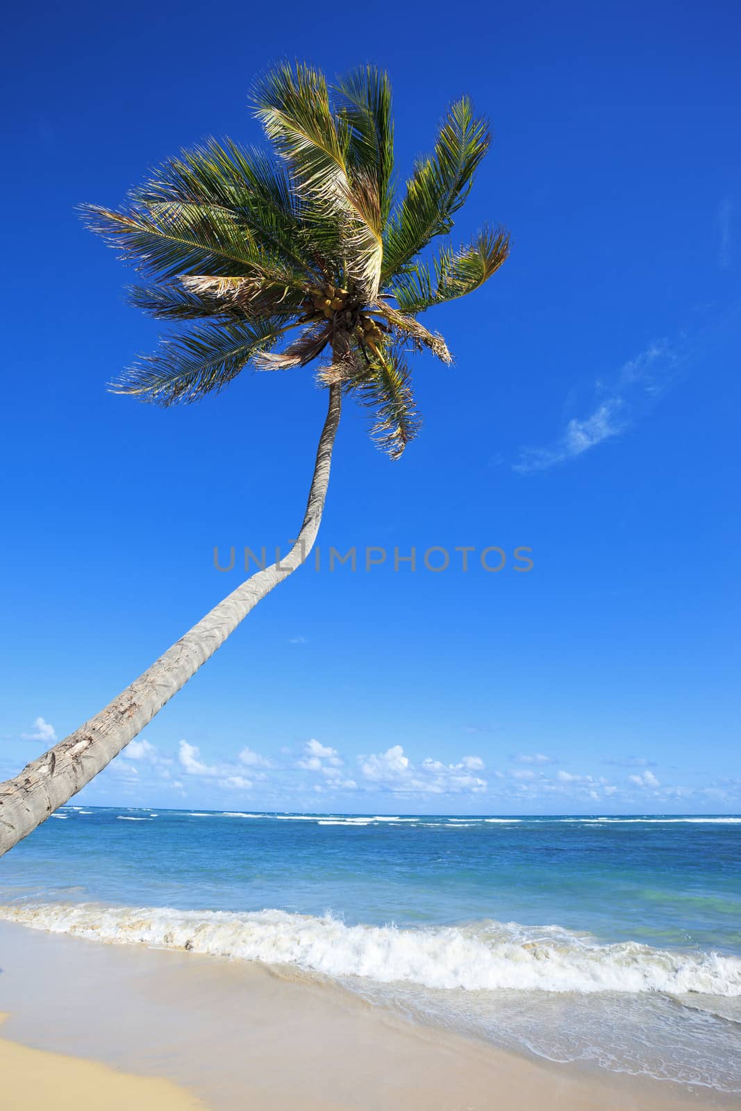 tropical beach with palm tree by vwalakte
