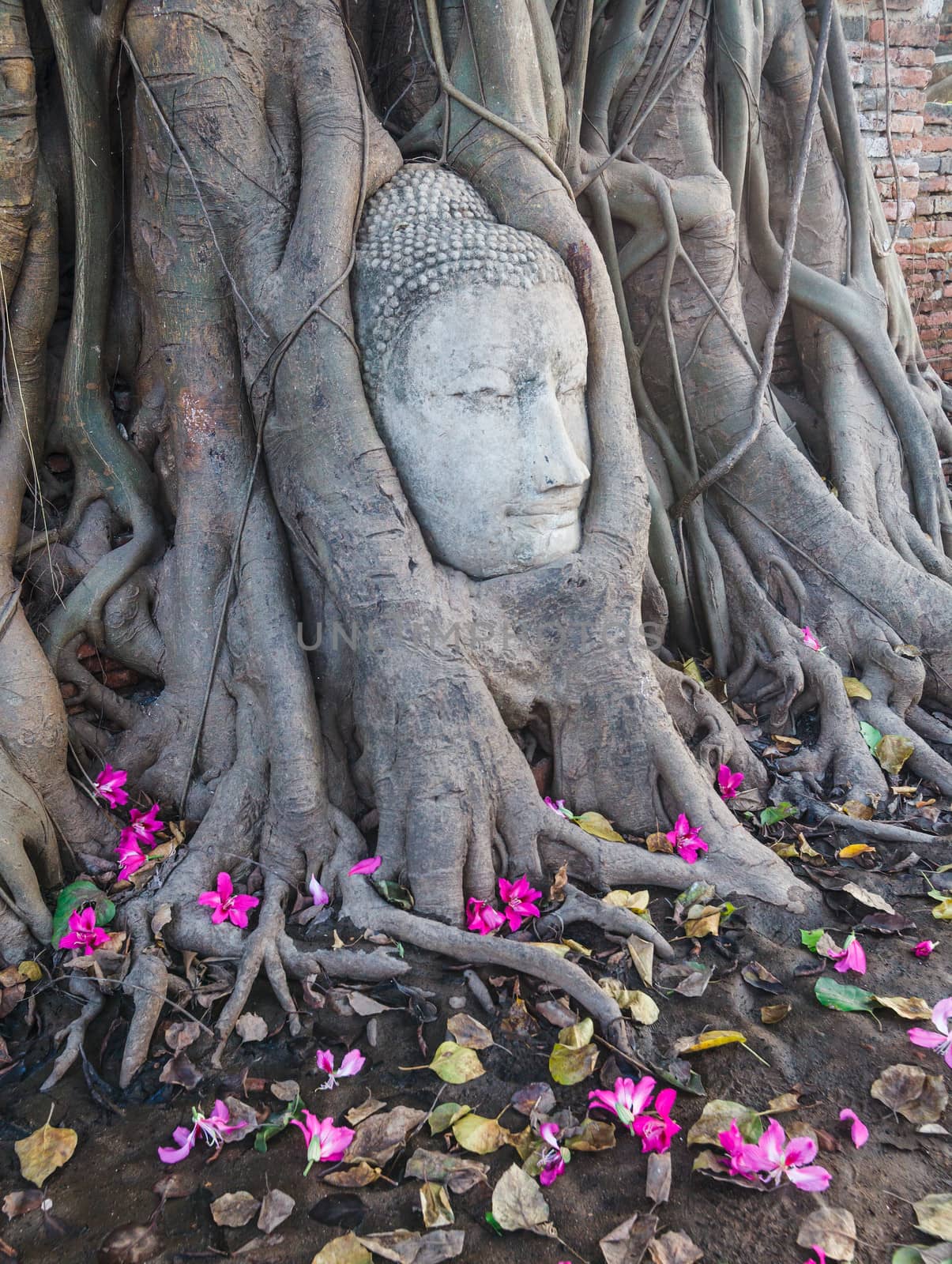 Head of Sandstone Buddha in The Tree Roots at Wat Mahathat, Ayutthaya, Thailand