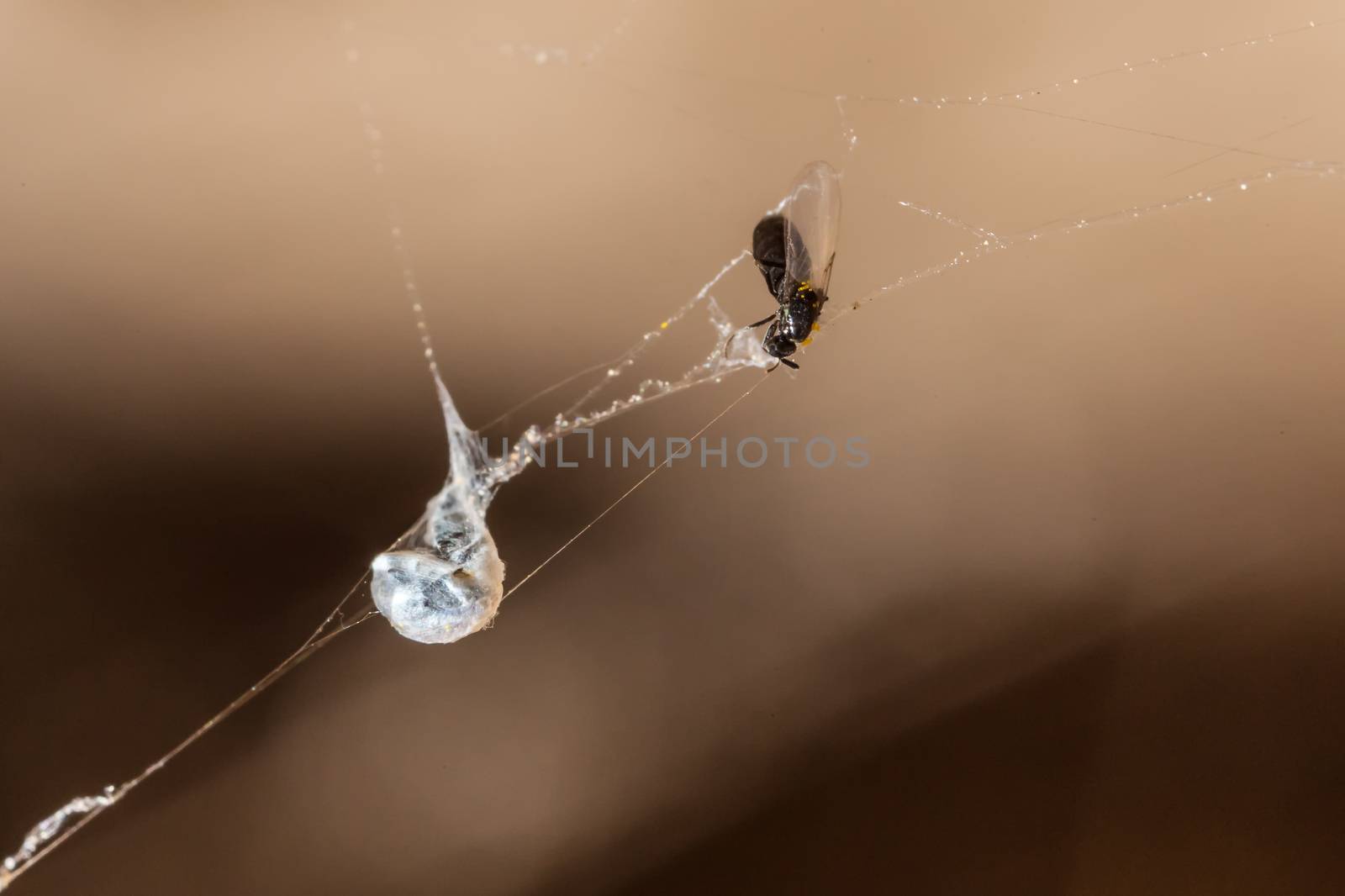 Macro shot showing a cobweb strand with a freshly trapped insect, as well as another all wrapped up in silk.