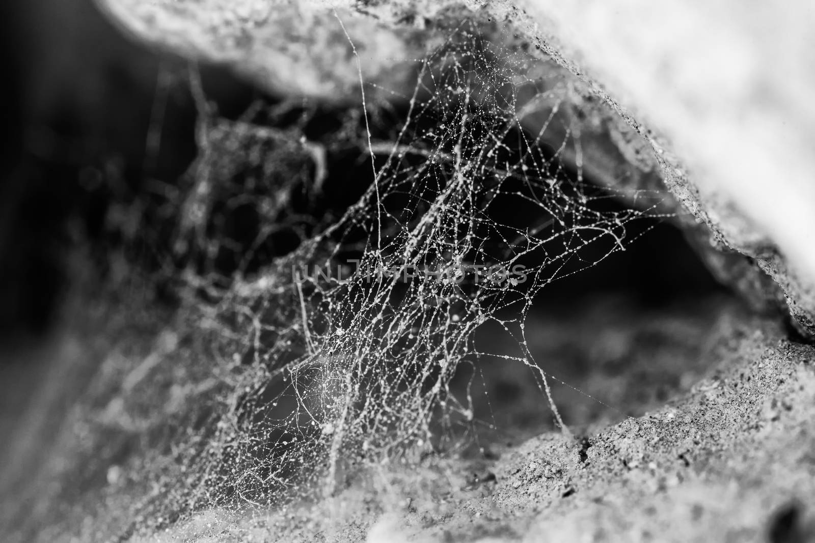 Macro shot of a cobweb with a multitude of sticky strands.