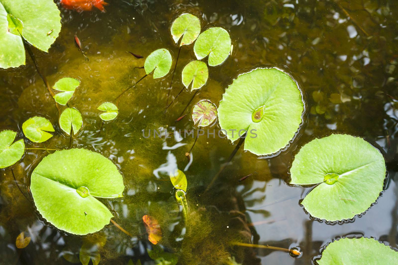 water lilies in water garden