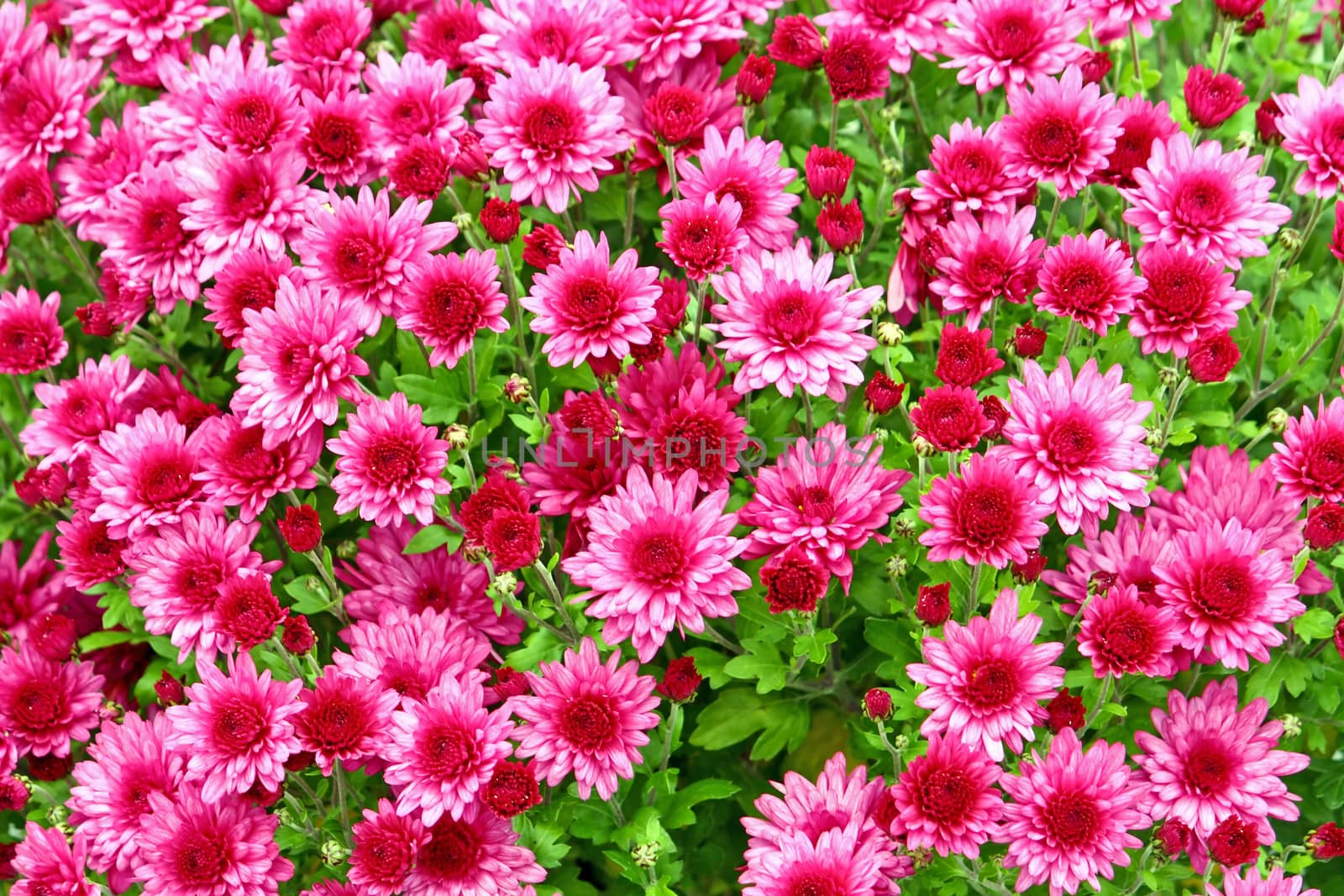 Flowering pink chrysanthemum, background