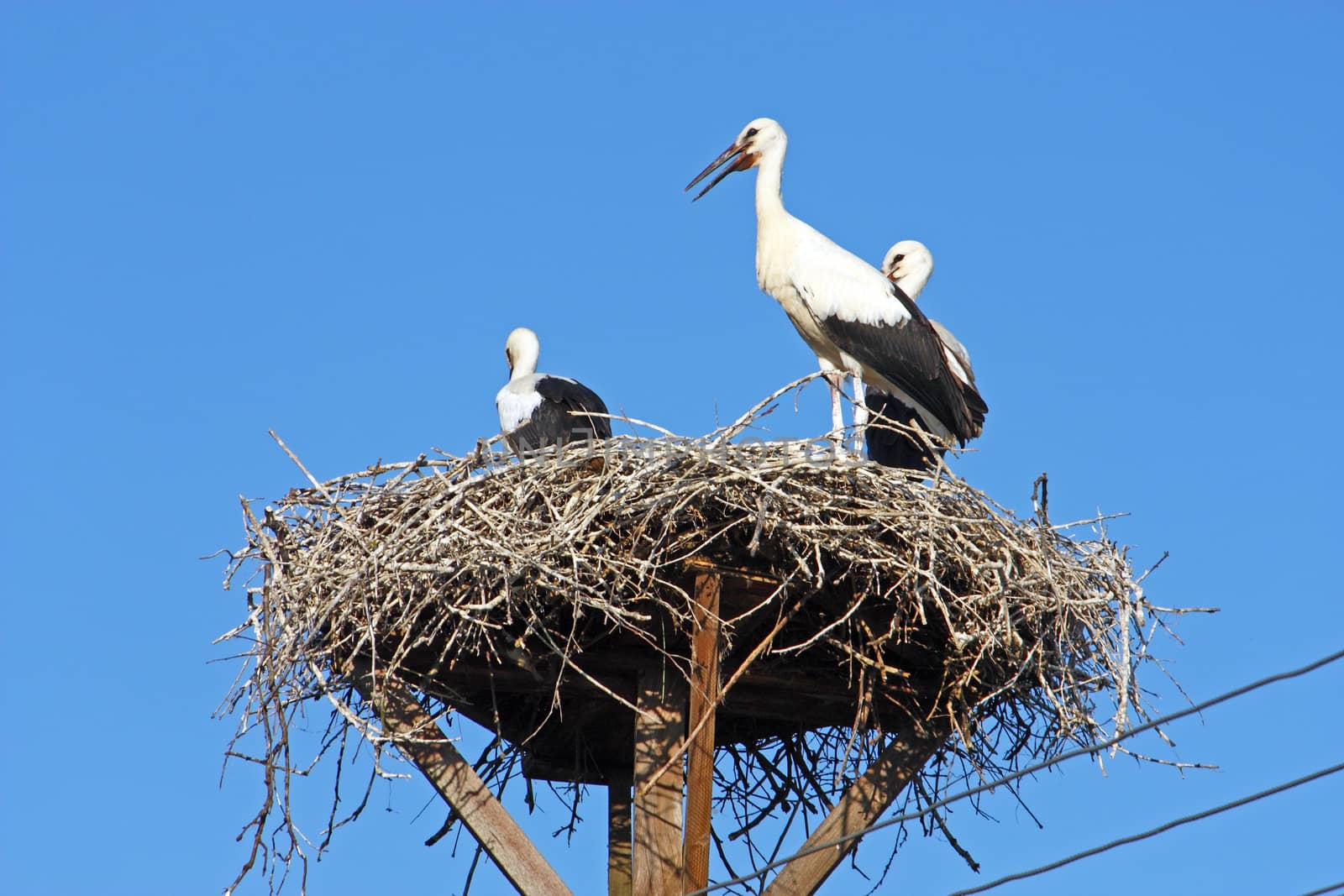 Three storks lay in the nest on power pole