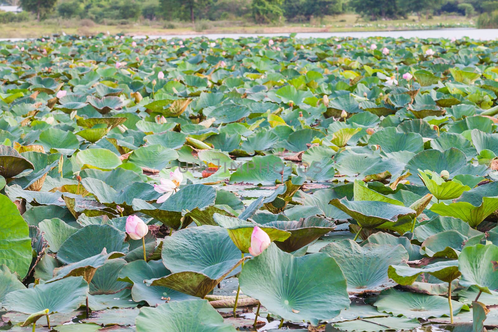 field water lilies  by jame_j@homail.com