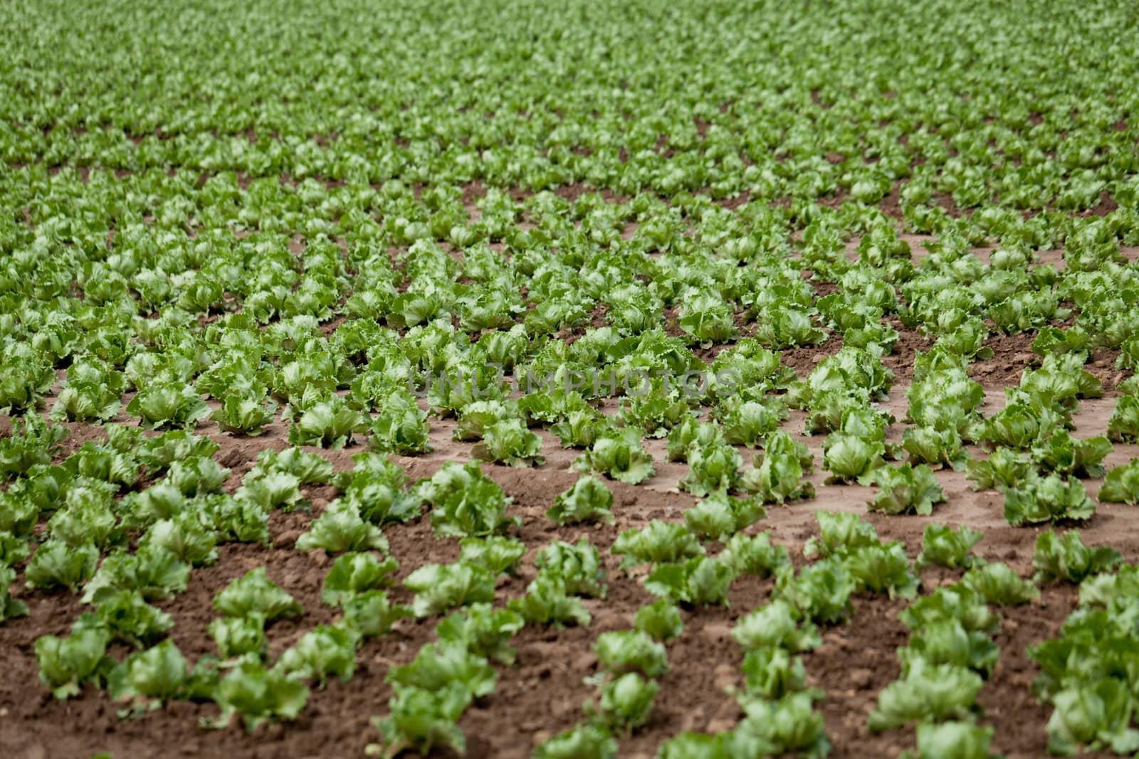 fresh green salad cabbage on field summer agriculture nature plant