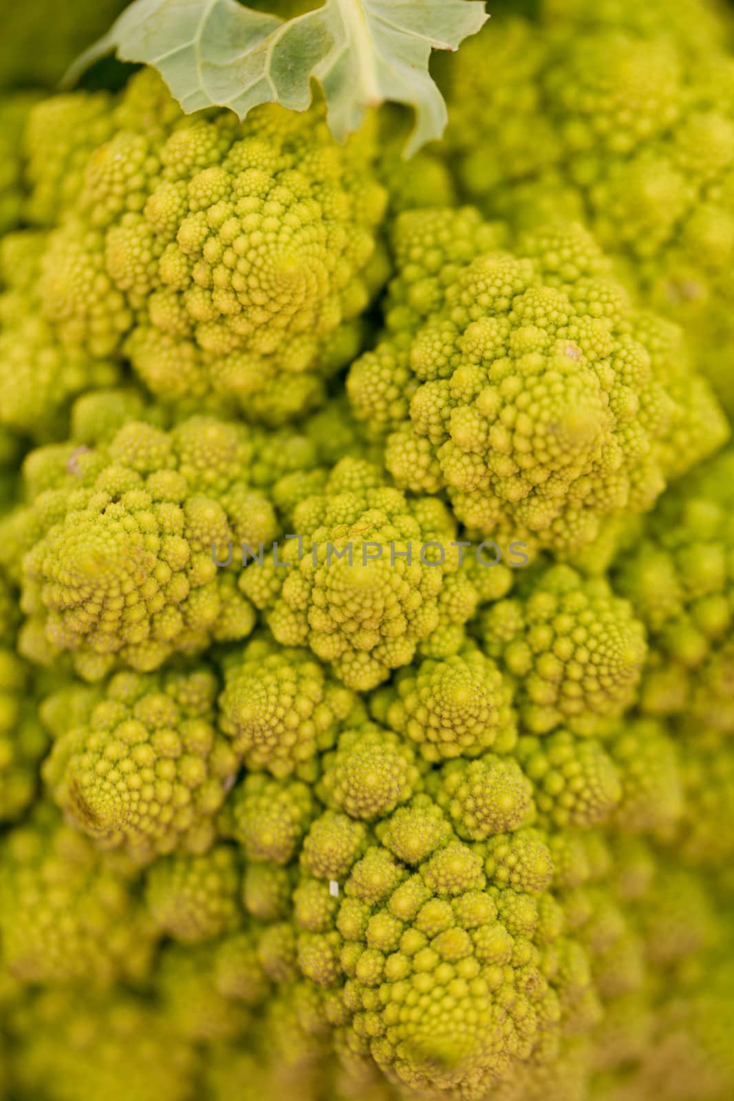 fresh green romanesco broccoli cabbage macro closeup by juniart