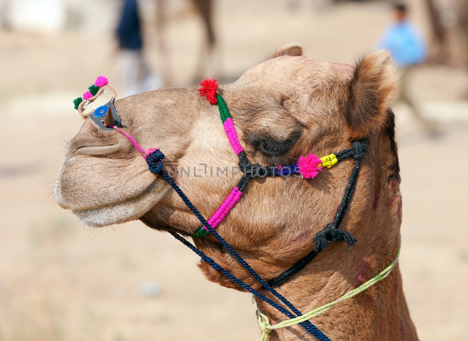 Decorated camel at the Pushkar fair. Rajasthan, India, Asia