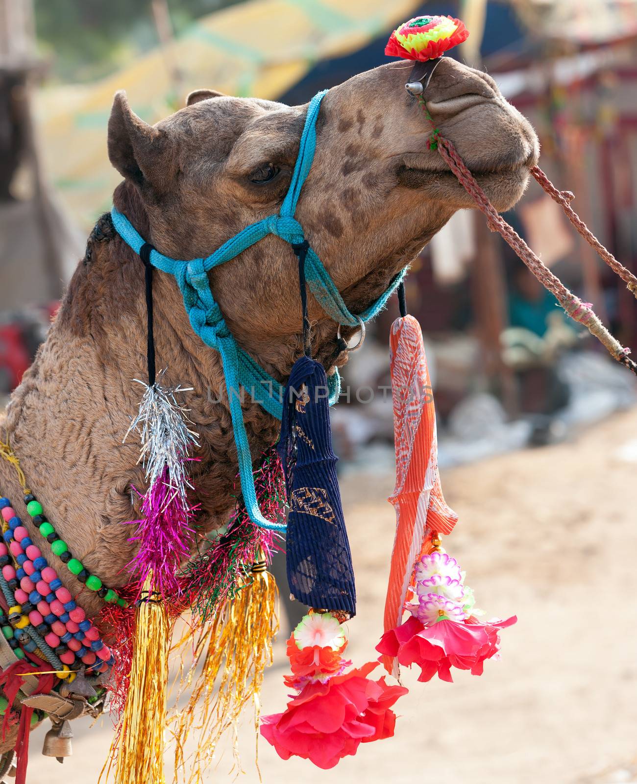 Decorated camel at the Pushkar fair. Rajasthan, India, Asia