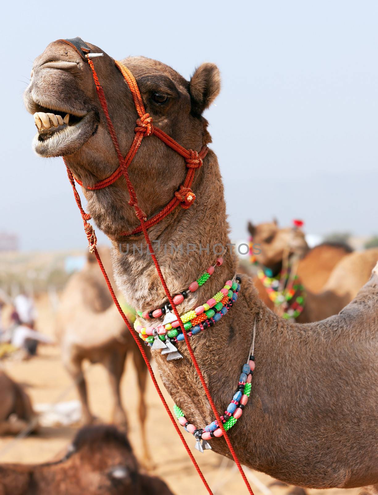 Decorated camel at the Pushkar fair. Rajasthan, India, Asia by vladimir_sklyarov