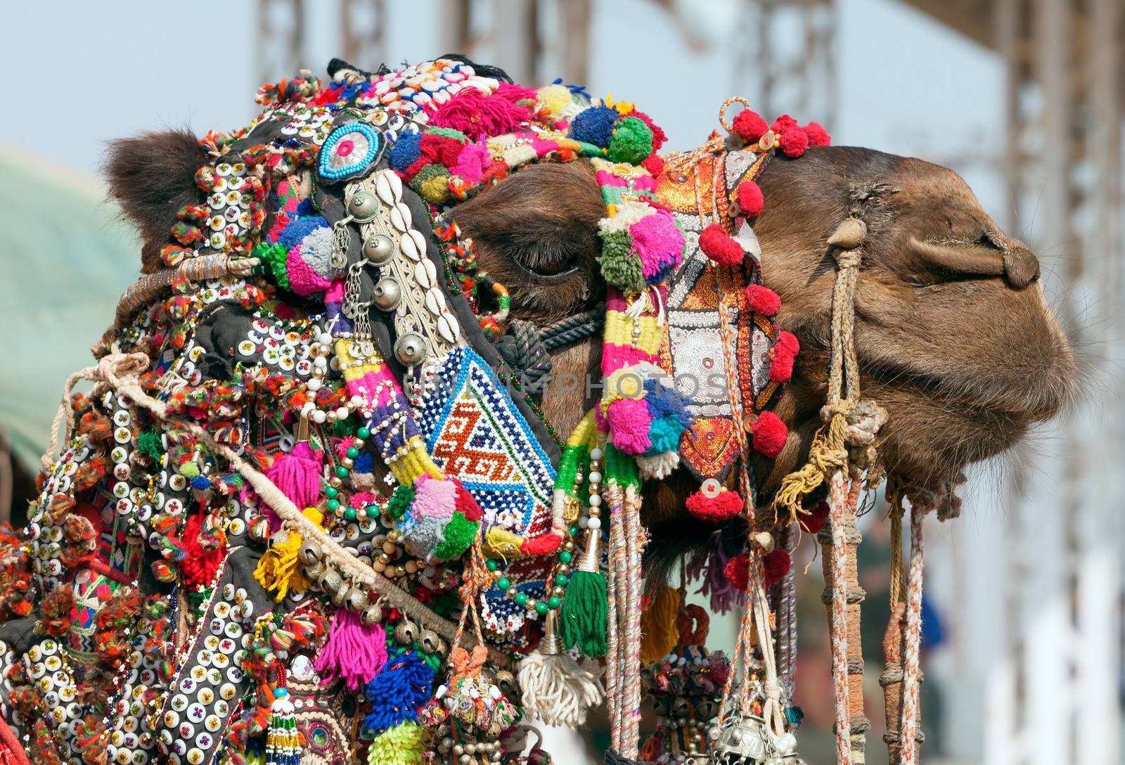 Decorated camel at the Pushkar fair. Rajasthan, India, Asia by vladimir_sklyarov