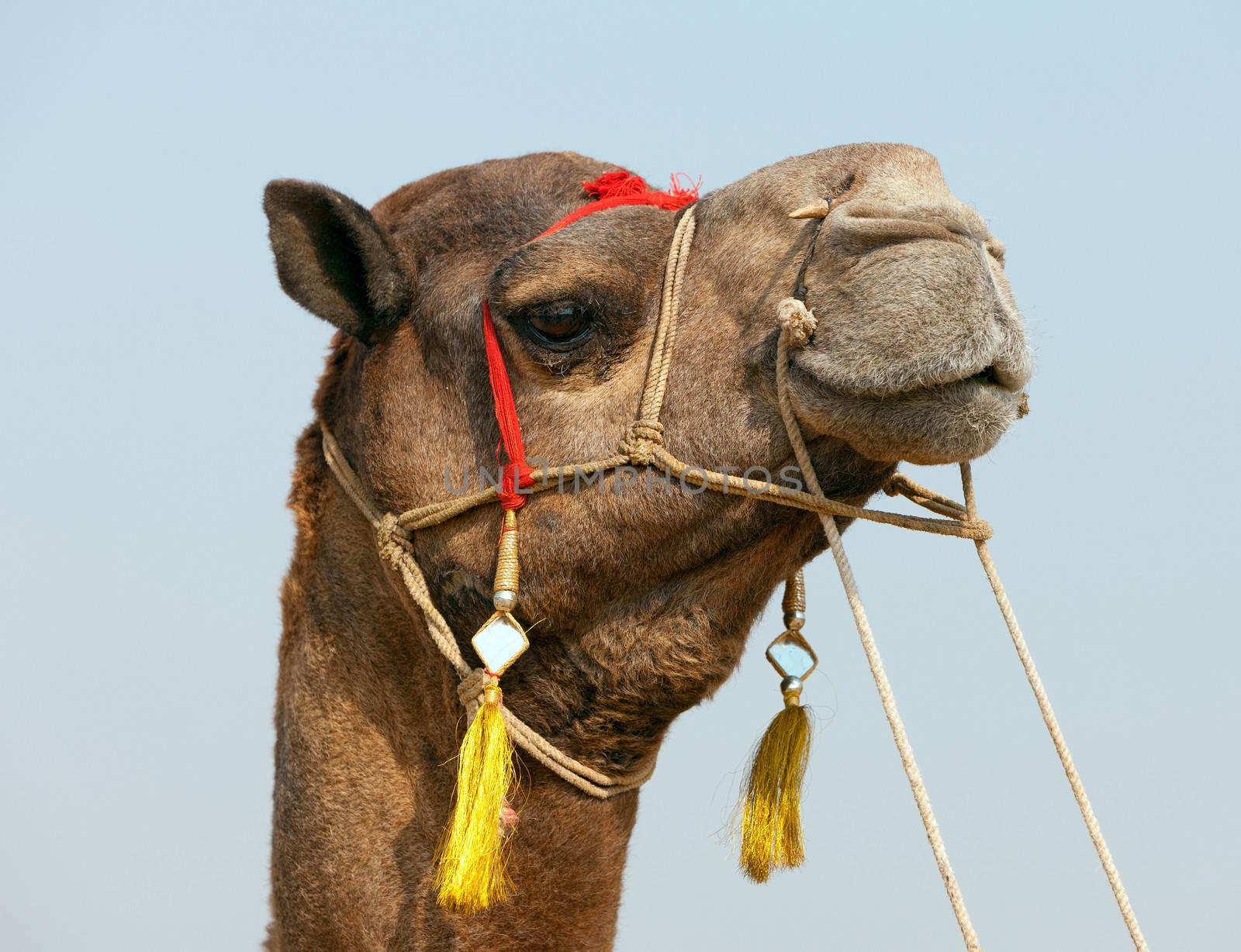 Decorated camel at the Pushkar fair. Rajasthan, India, Asia