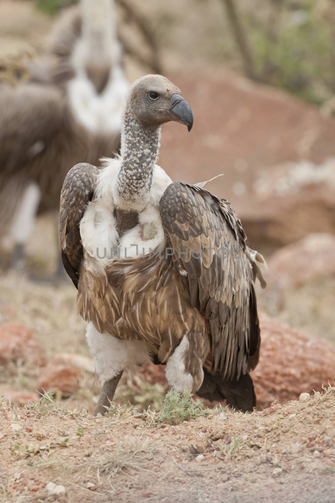 White-backed vulture in Masai Mara National Park