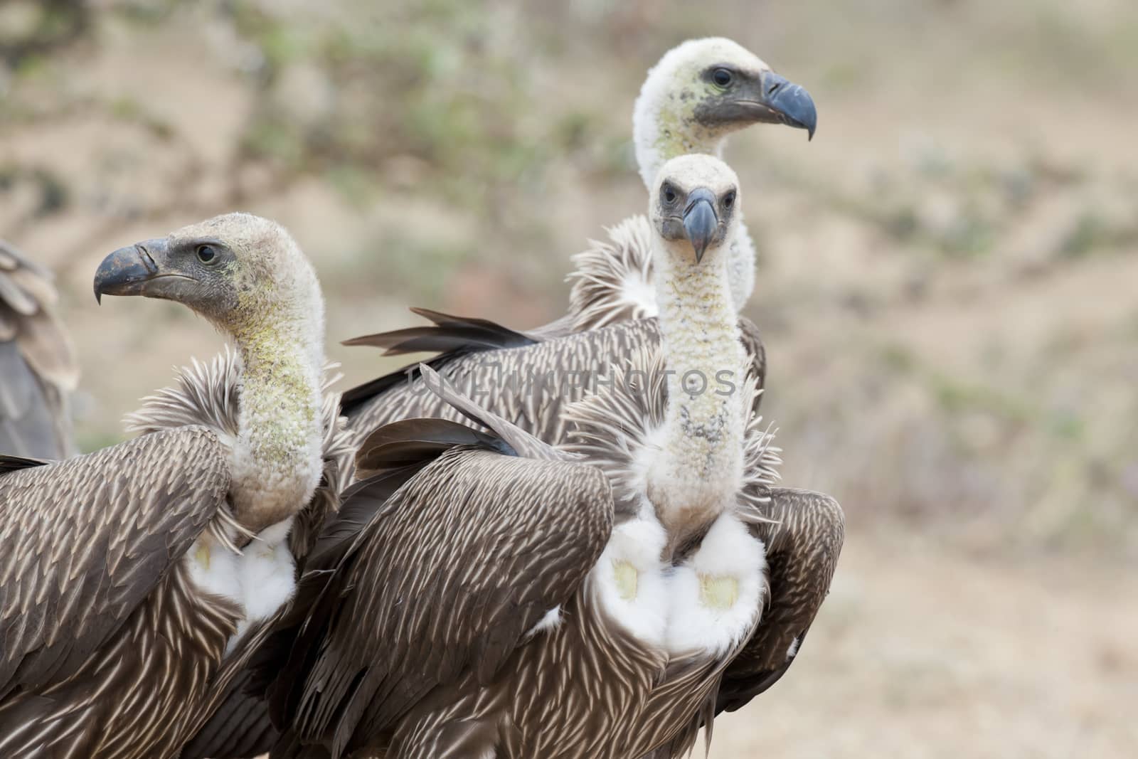 Three White-backed vultures in Masai Mara National Park