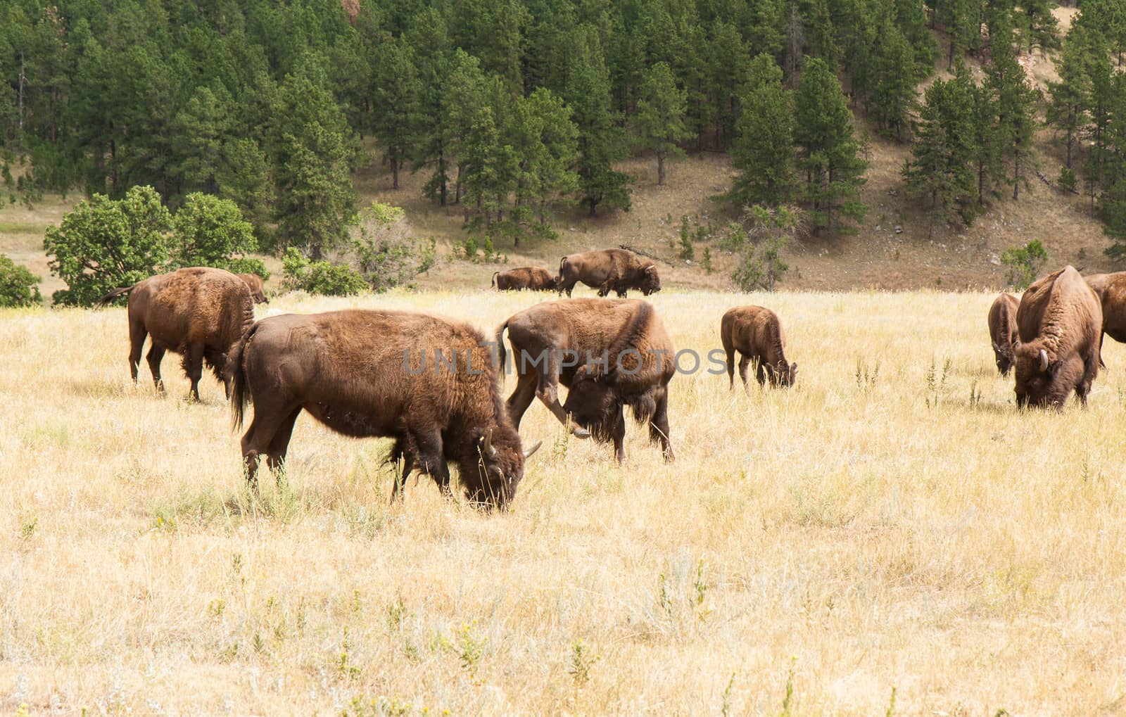 Bison Grazing by picturyay