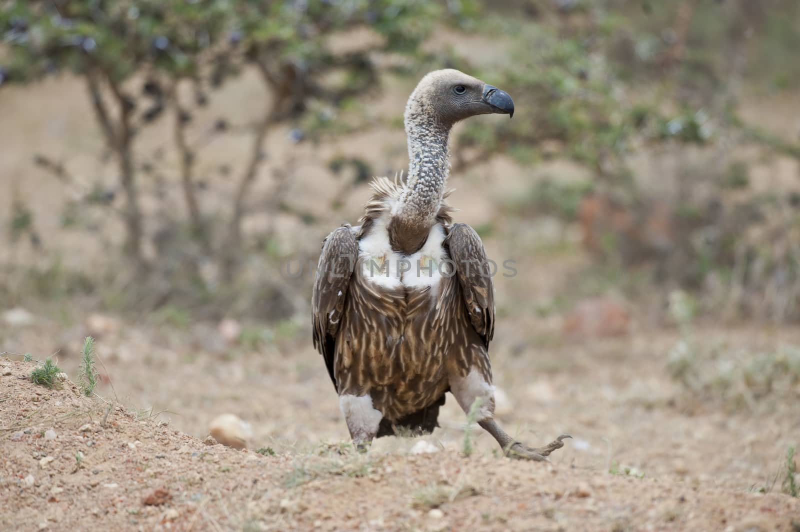 White-backed vulture in Masai Mara National Park