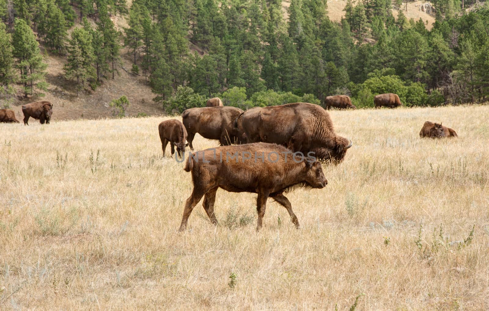 Families of Bison by picturyay