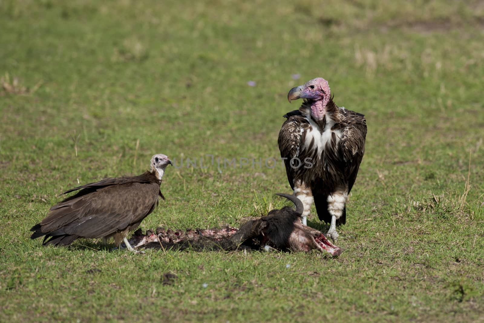 Two lappet-faced vultures in Masai Mara National Park of Kenya