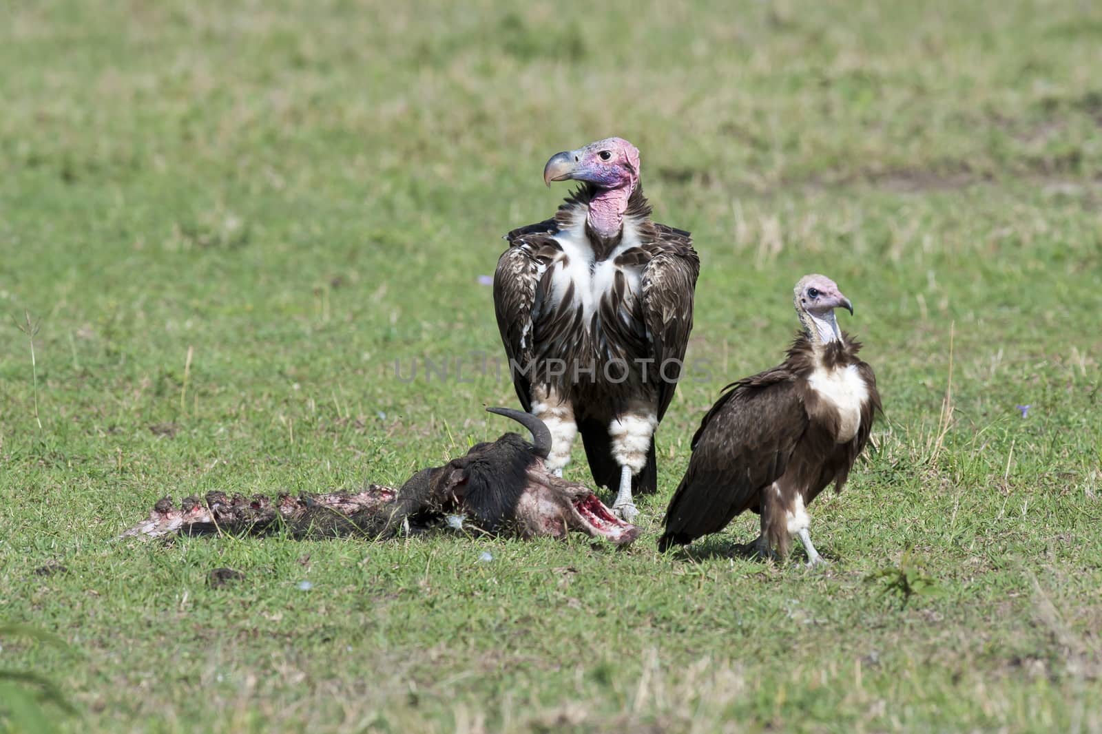 Two lappet-faced vultures in Masai Mara National Park of Kenya