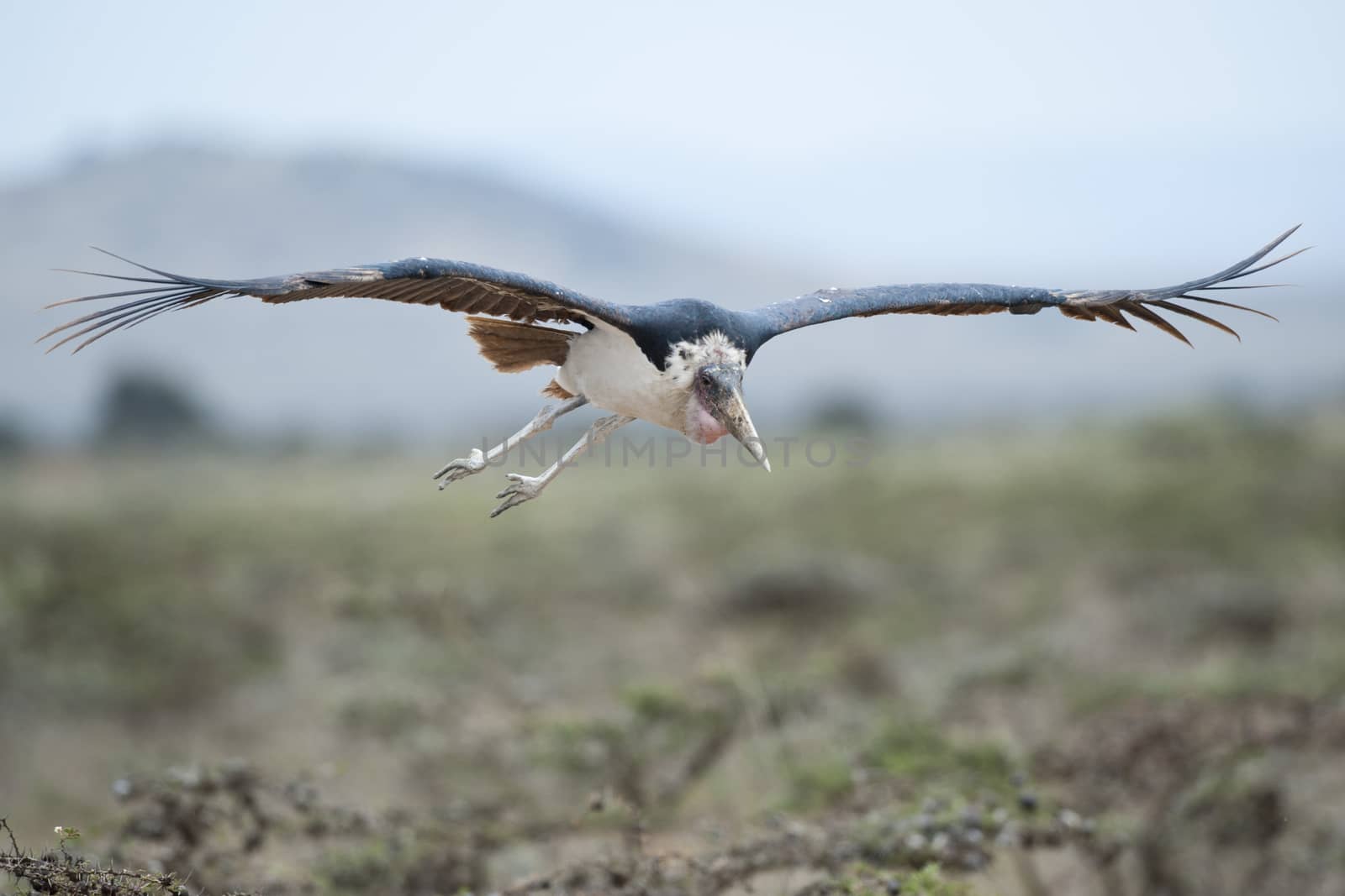 Marabou stork in Masai Mara National Park of Kenya