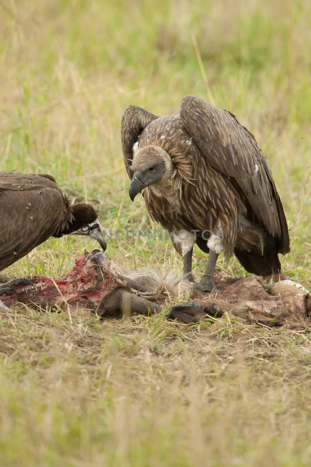 White-backed vulture in Masai Mara National Park