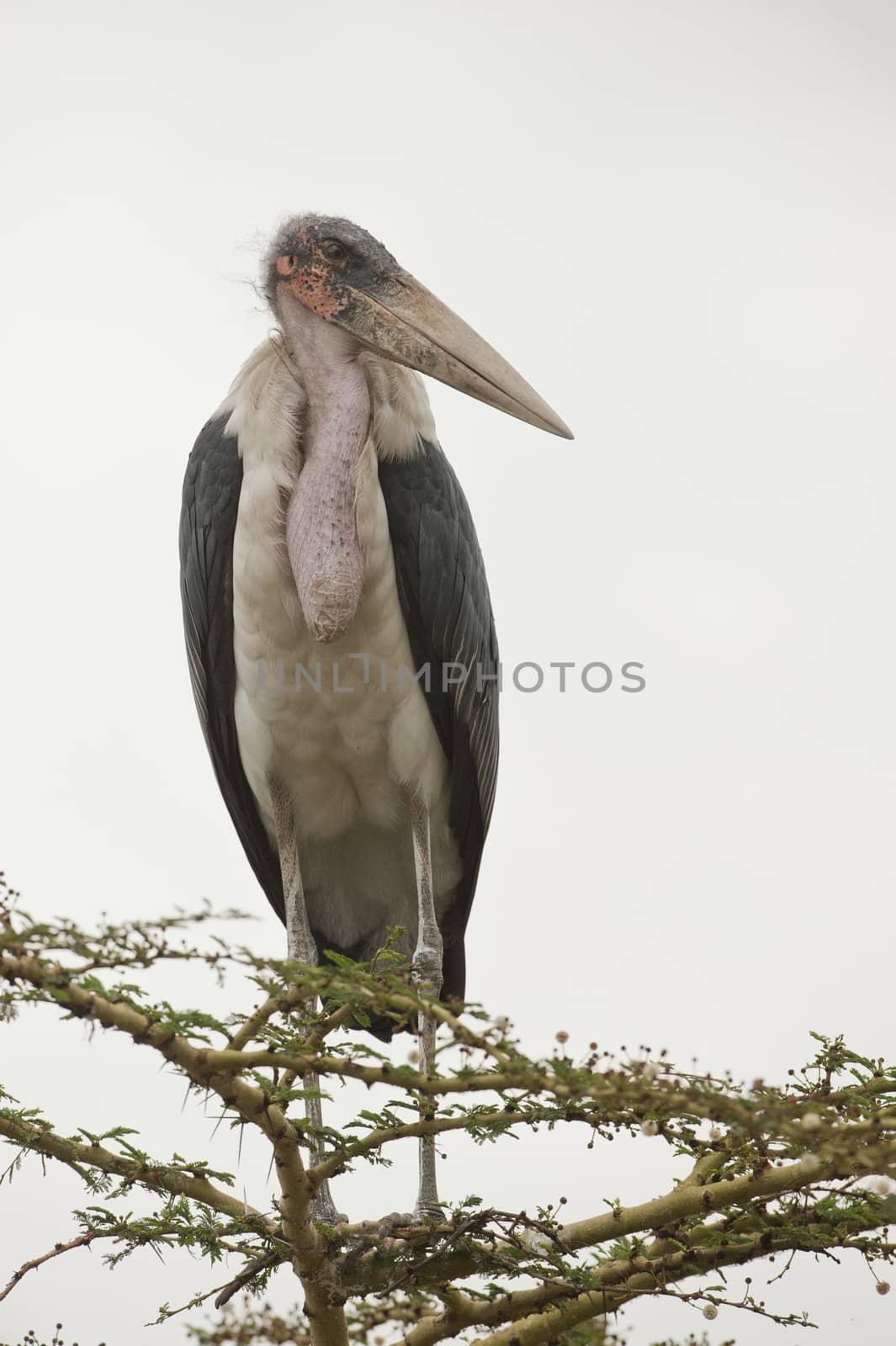 Marabou stork in Nairobi, Kenya