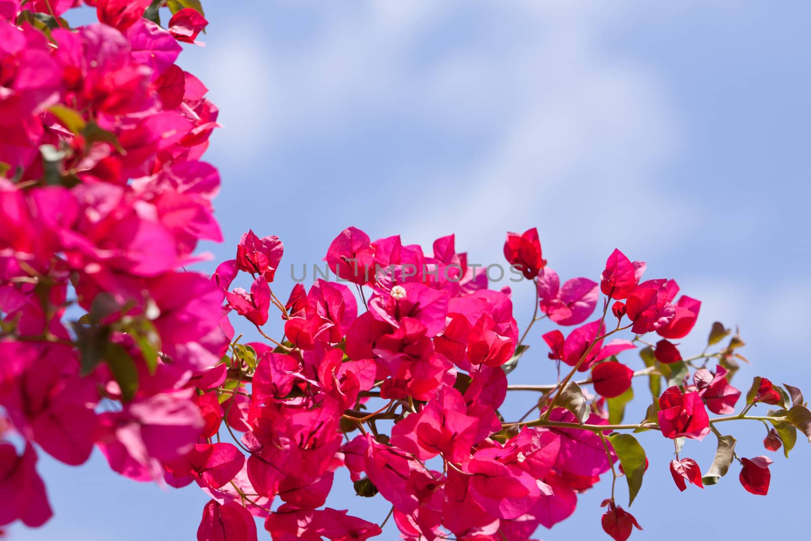 beautiful pink magenta bougainvillea flowers and blue sky in summer outdoor
